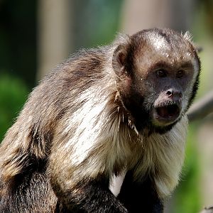 Golden-bellied capuchin