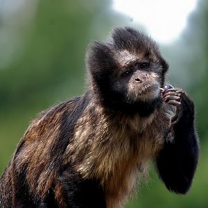 Golden-bellied capuchin
