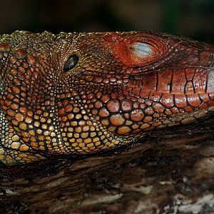 Caiman Lizard