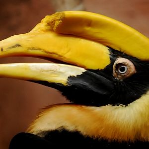 Female Great Hornbill