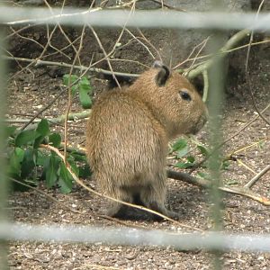 Baby Capybara 03.0711