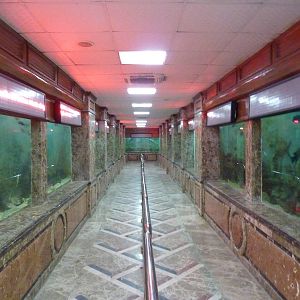 Main aquarium