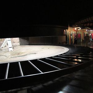 Aldabra Tortoise Indoor Exhibit