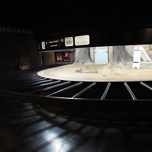 Aldabra Tortoise Indoor Exhibit