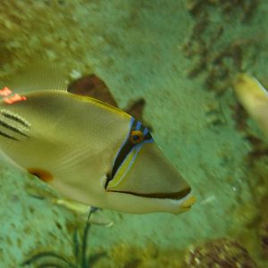 Picasso triggerfish