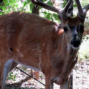 White-tailed Deer
