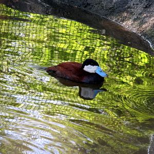 Ruddy Duck