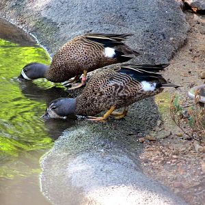 Blue-winged Teals