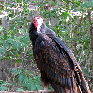 Turkey Vulture