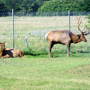 Nelson's Elk