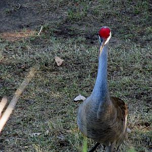 Sandhill Crane
