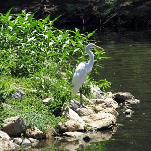 Great Egret
