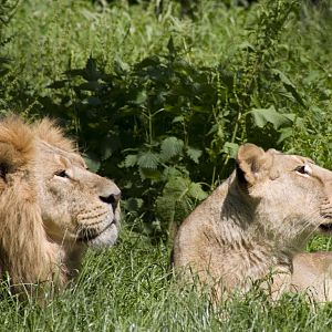 Throw the rabbit then!