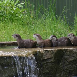 Asian Short Clawed Otters - Playing in the water cascade.