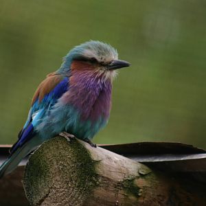 Lilac Breasted Rollar