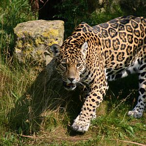 Duckling looks tasty.