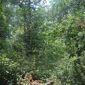 Walk-through barbary macaque exhibit