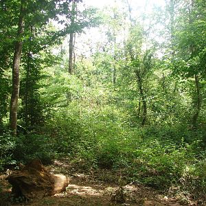 Walk-through barbary macaque exhibit