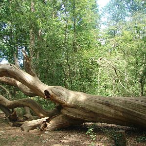 Walk-through barbary macaque exhibit