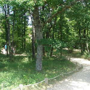 Walk-through golden-bellied capuchin exhibit