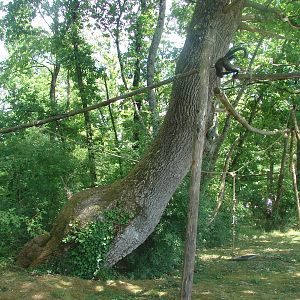 Walk-through golden-bellied capuchin exhibit