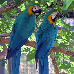 Blue and Gold Macaws