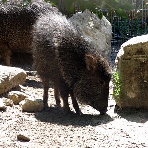 Chacoan Peccary