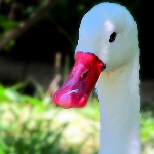Coscoroba Swan