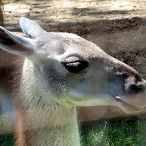 Guanaco