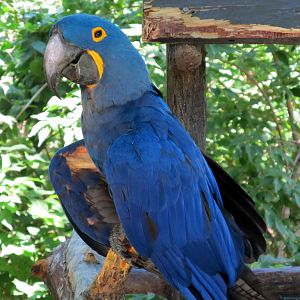 Hyacinth Macaw
