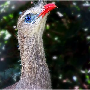 Red-legged Seriema