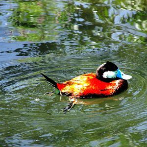 Ruddy Duck