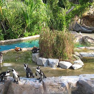 Penguin Coast - African Penguin exhibit