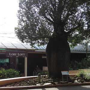 Lory Loft - Bottle Tree