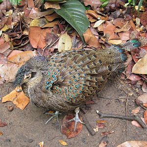 Malayan Peacock Pheasant