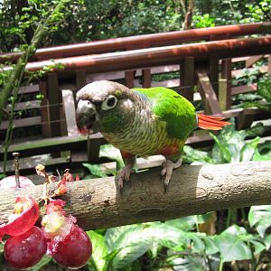 Green-cheeked Conure