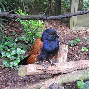 Greater Coucal