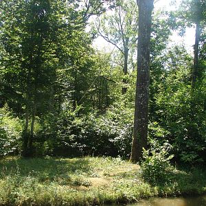 Red-faced spider monkeys island