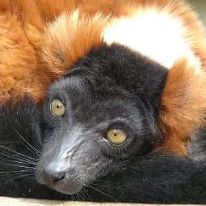 Red ruffed lemur (Varecia rubra)