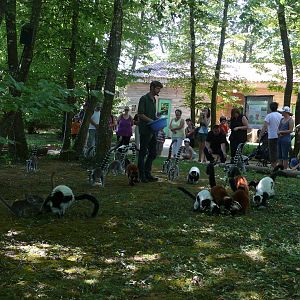 Lemurs walk-through exhibit