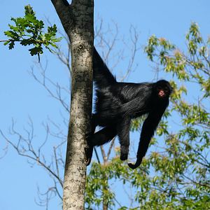 Red-faced spider monkey (Ateles paniscus)