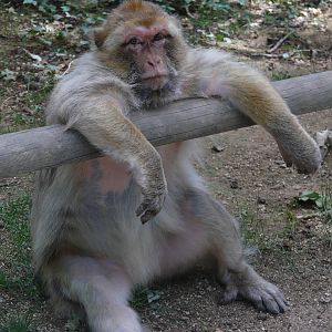 Barbary macaque (Macaca sylvanus)