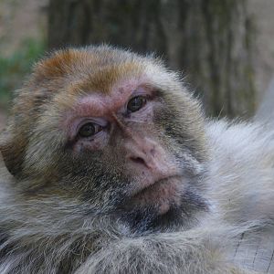Barbary macaque (Macaca sylvanus)