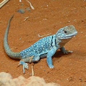Eastern Collared Lizard