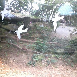 Kroger Lords of the Arctic- Steller's Sea Eagle exhibit