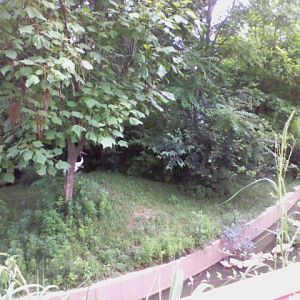 Swan Lake- Red-crowned Crane island