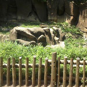 Tiger Canyon- Malyan Tiger exhibit