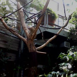 P&G Discover Forest- Linnaeus's Two-toed Sloth tree