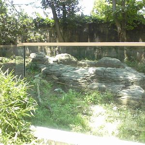 Dragons!- Komodo Dragon Outdoor exhibit