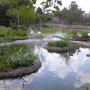 Giraffe Ridge- Mixed Species exhibit